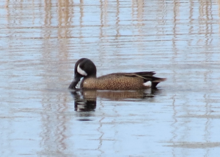 Blue-winged Teal